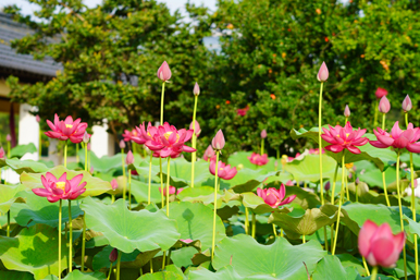 江苏省花木协会